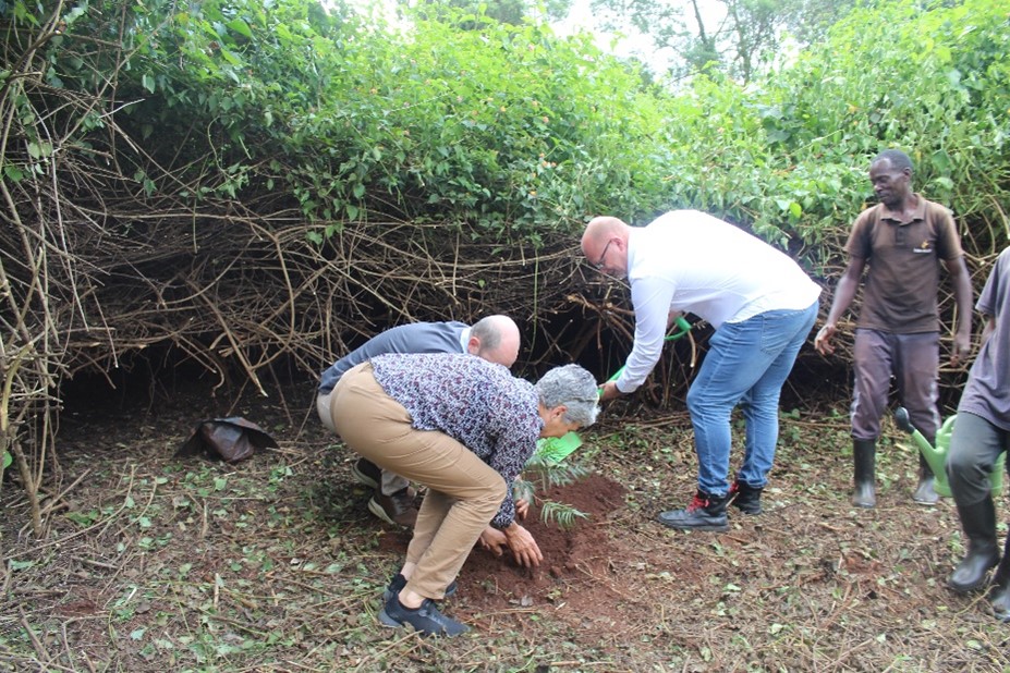 JUCAN Kenyan, UON team above and Denmark team below  plant a tree to mark the start of JUCAN project at WMI’